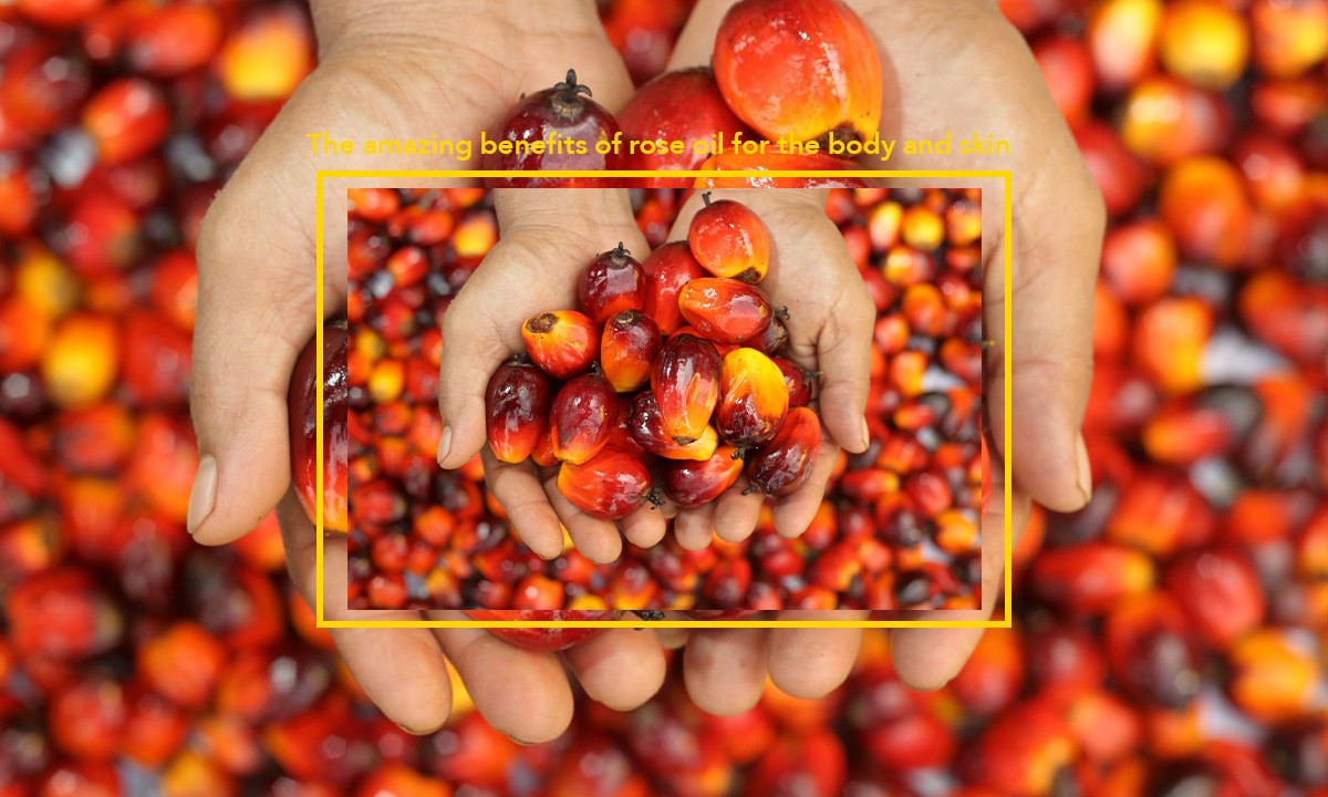 Palm oil benefits and nutritional value - CUBII