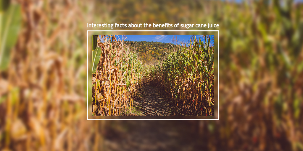 Interesting Facts About The Benefits Of Sugar Cane Juice Cubii